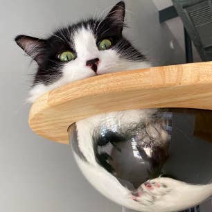 Reviewer's cat inside clear bowl mounted with natural wood frame 
