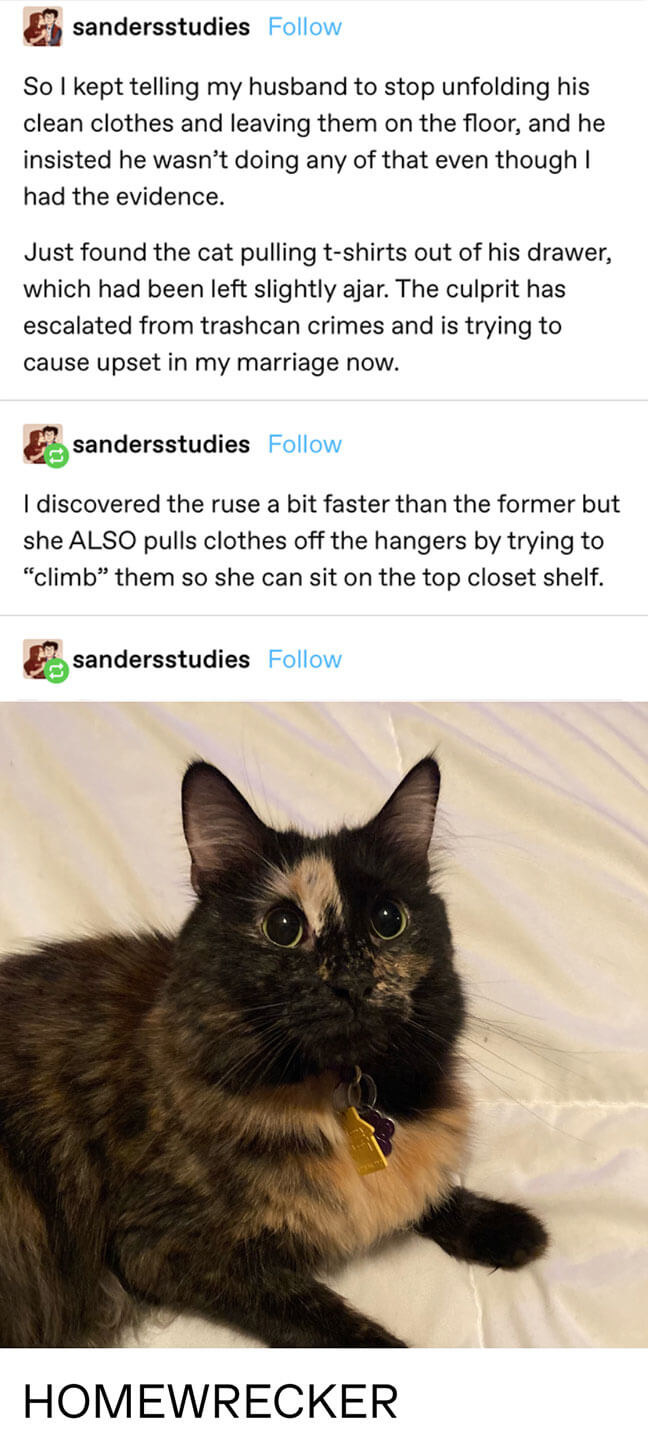 a person talks about asking their husband to stop unfolding clothes and leaving them on the floor, then discovers it was actually their cat, calling them a homewrecker