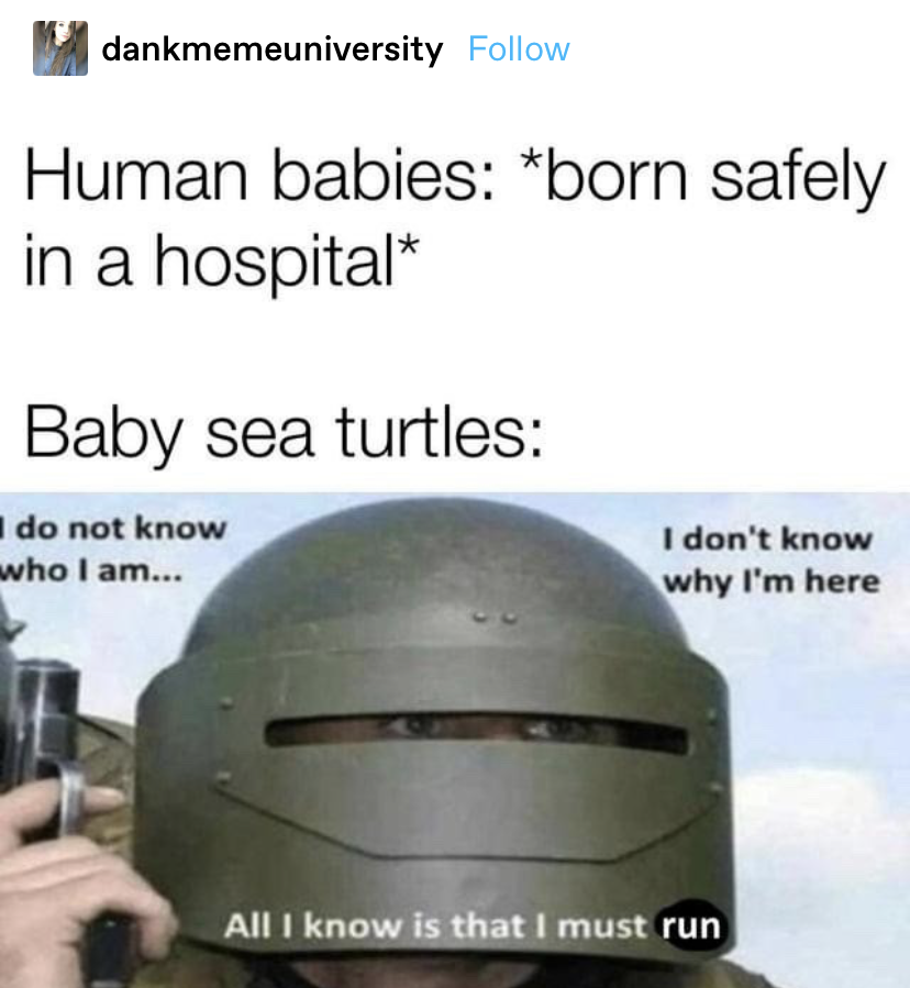 a joke that says human babies are born safely in the hospital and baby sea turtles are totally lost and know only that they must run