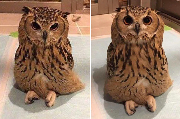 An owl sitting criss-cross
