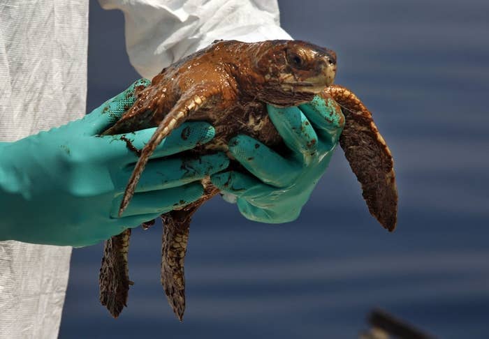 A scientist wearing gloves while holding a sea turtle that&#x27;s covered in oil
