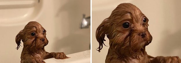 A wet puppy in a bathtub