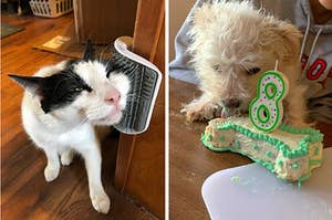 L: Cat rubbing its face on a wall-mounted brush R: Dog licking a bone-shaped birthday cake