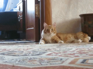 Cat gets up and walks away