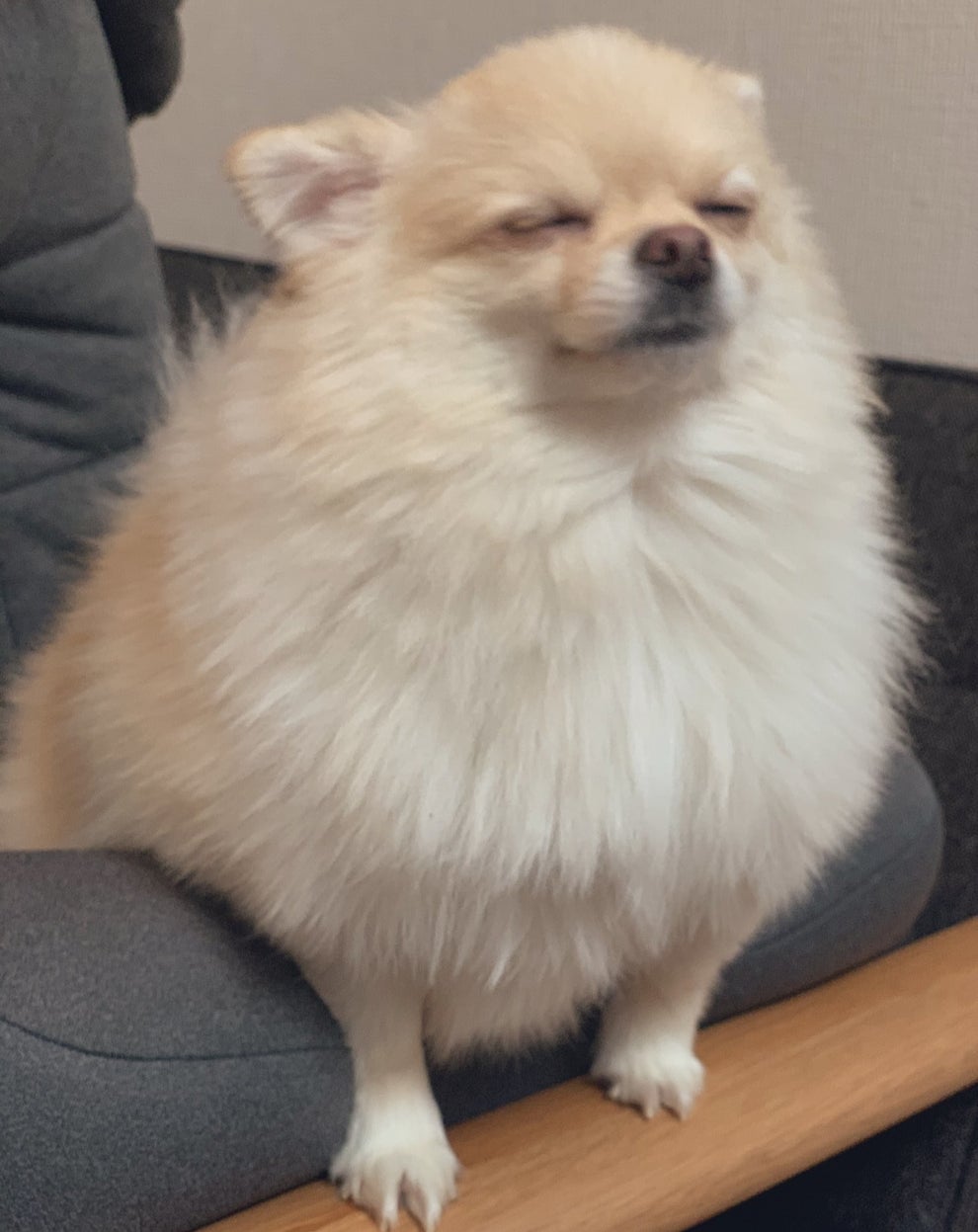 飼い主 やっぱりダメか どうしてもマッチョに見える犬がツボすぎる 飼い主 やっぱりダメか どうしてもマッチョに見える犬がツボすぎる