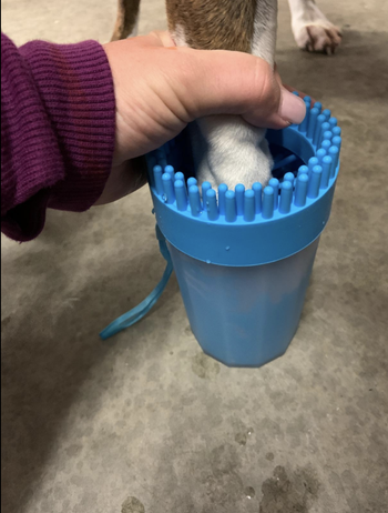 owner cleaning dog's paw in brush cleaner