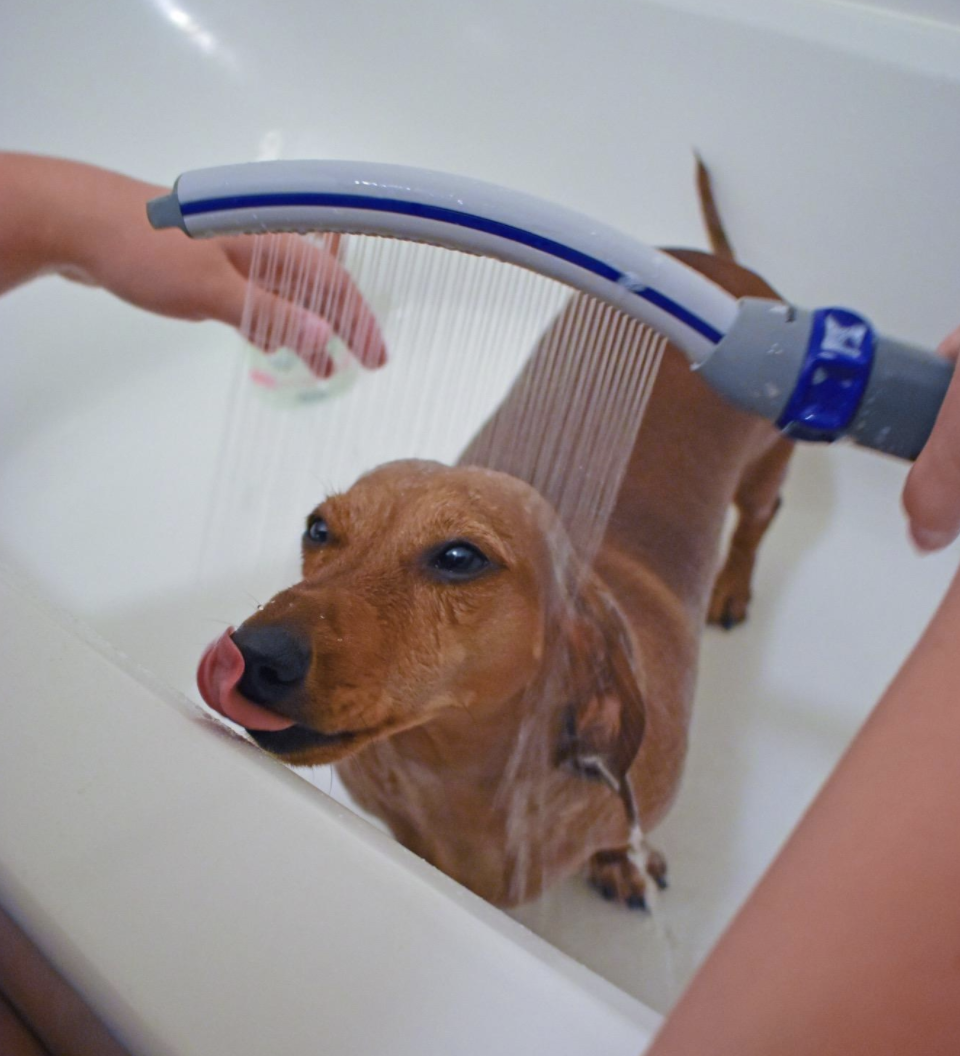 dog gets washed down using waterpik 