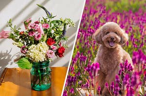 A happy dog in a field of flowers