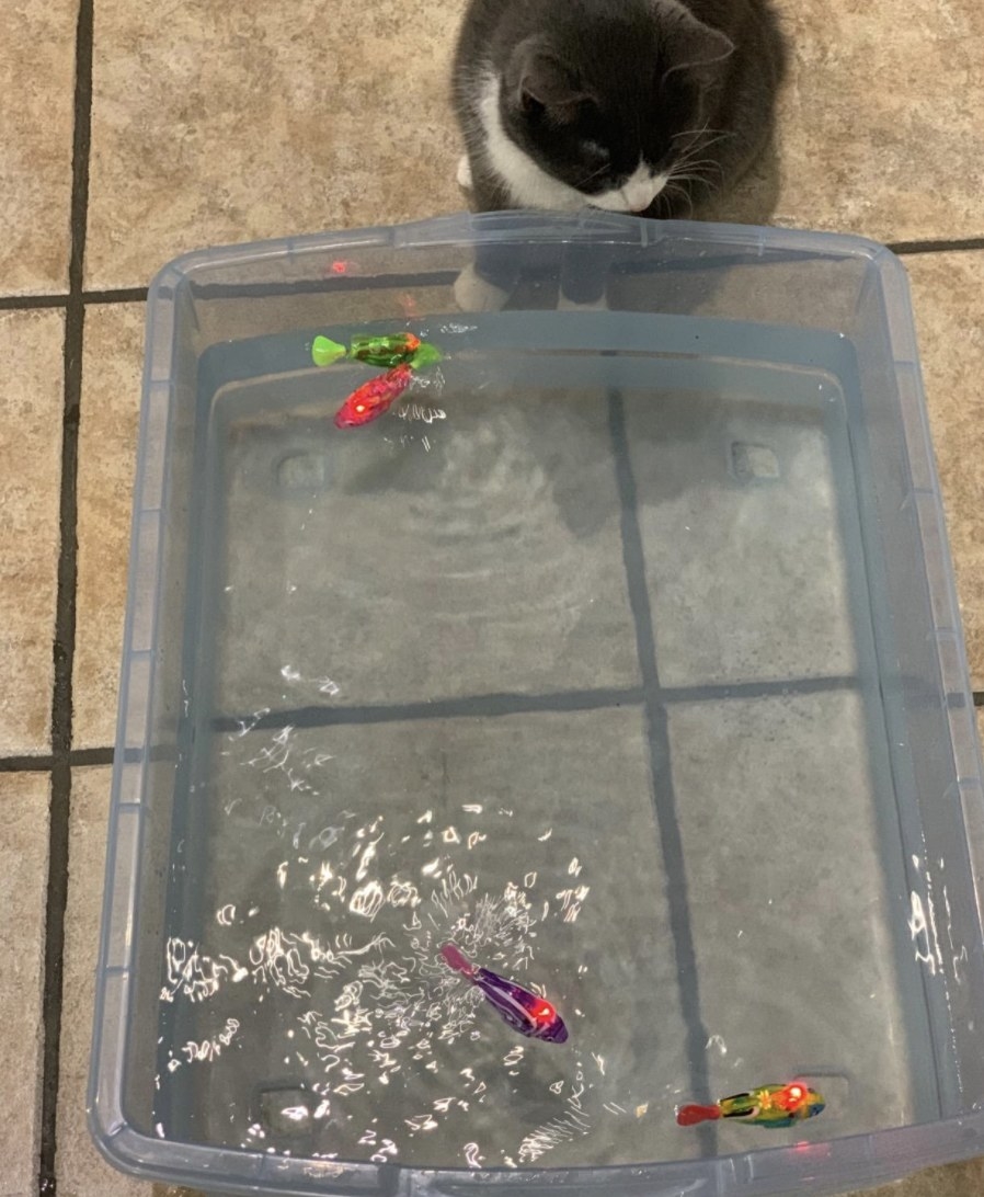 A cat staring at robotic fish on a container of water