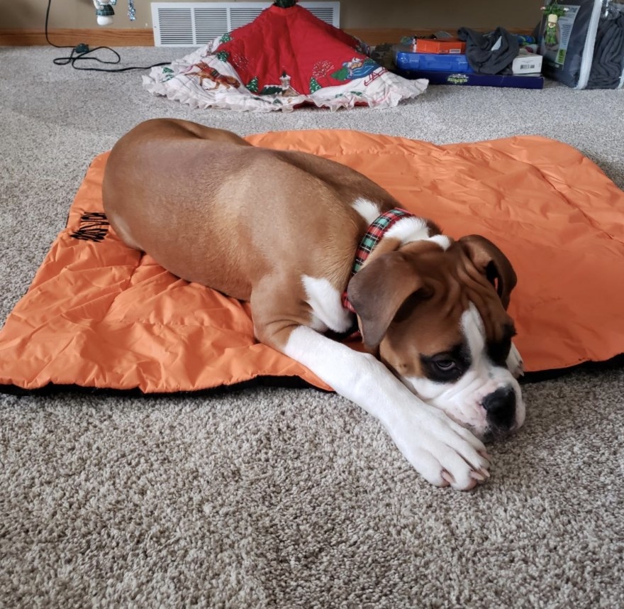 A dog on an orange portable dog bed