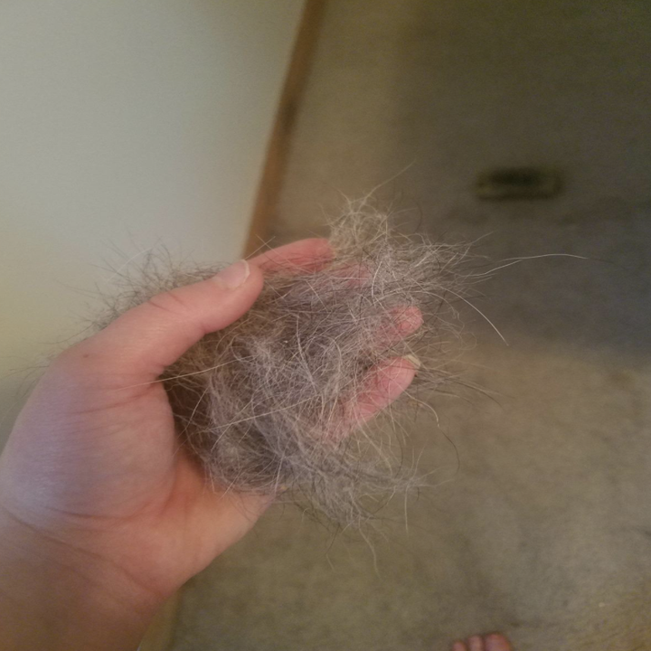 hair that was removed from carpet with fur-zoff