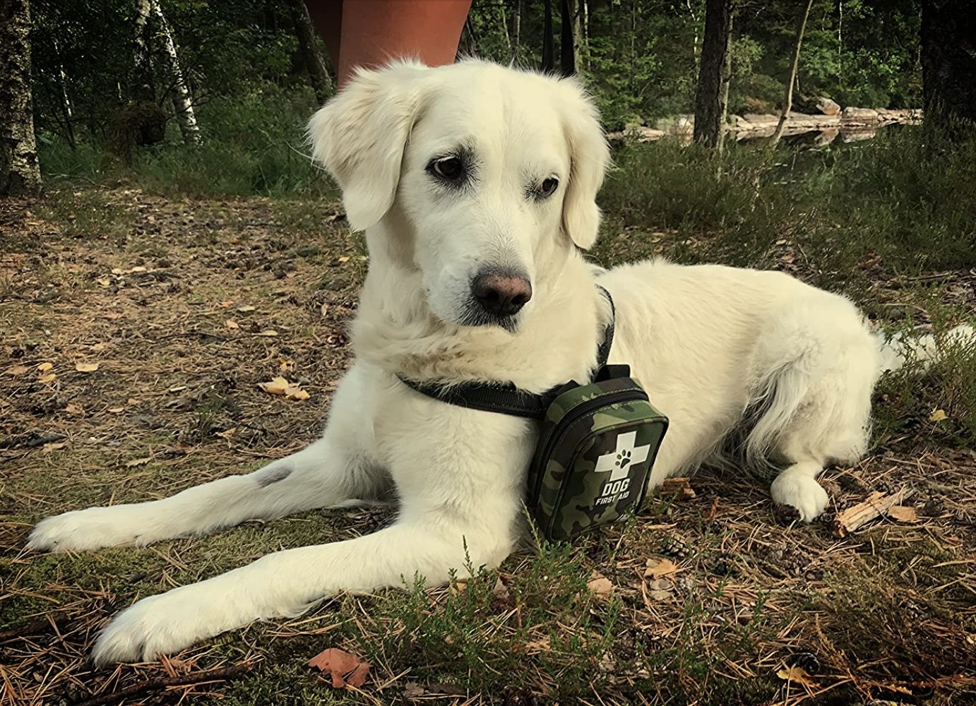 Dog wearing first aid kit