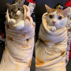 Two cats wrapped up in two of the blankets