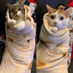 Reviewer pic of two cats wrapped up in two of the blankets