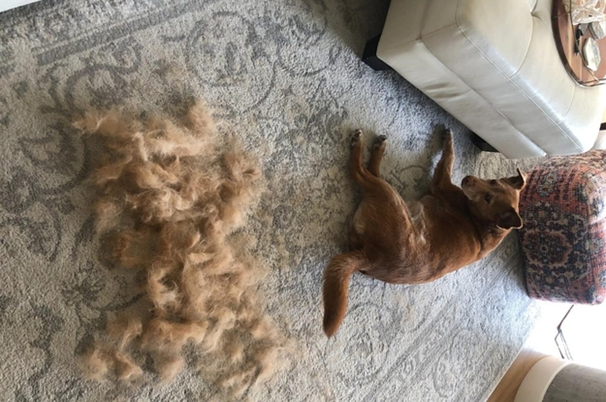 21 Things From Amazon For Anyone Who's Basically Always Covered In Pet Hair