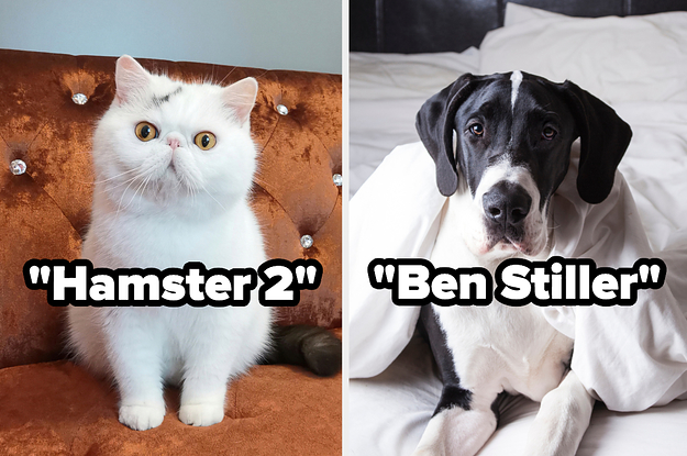 Hamster 2 the cat and Ben Stiller the great dane