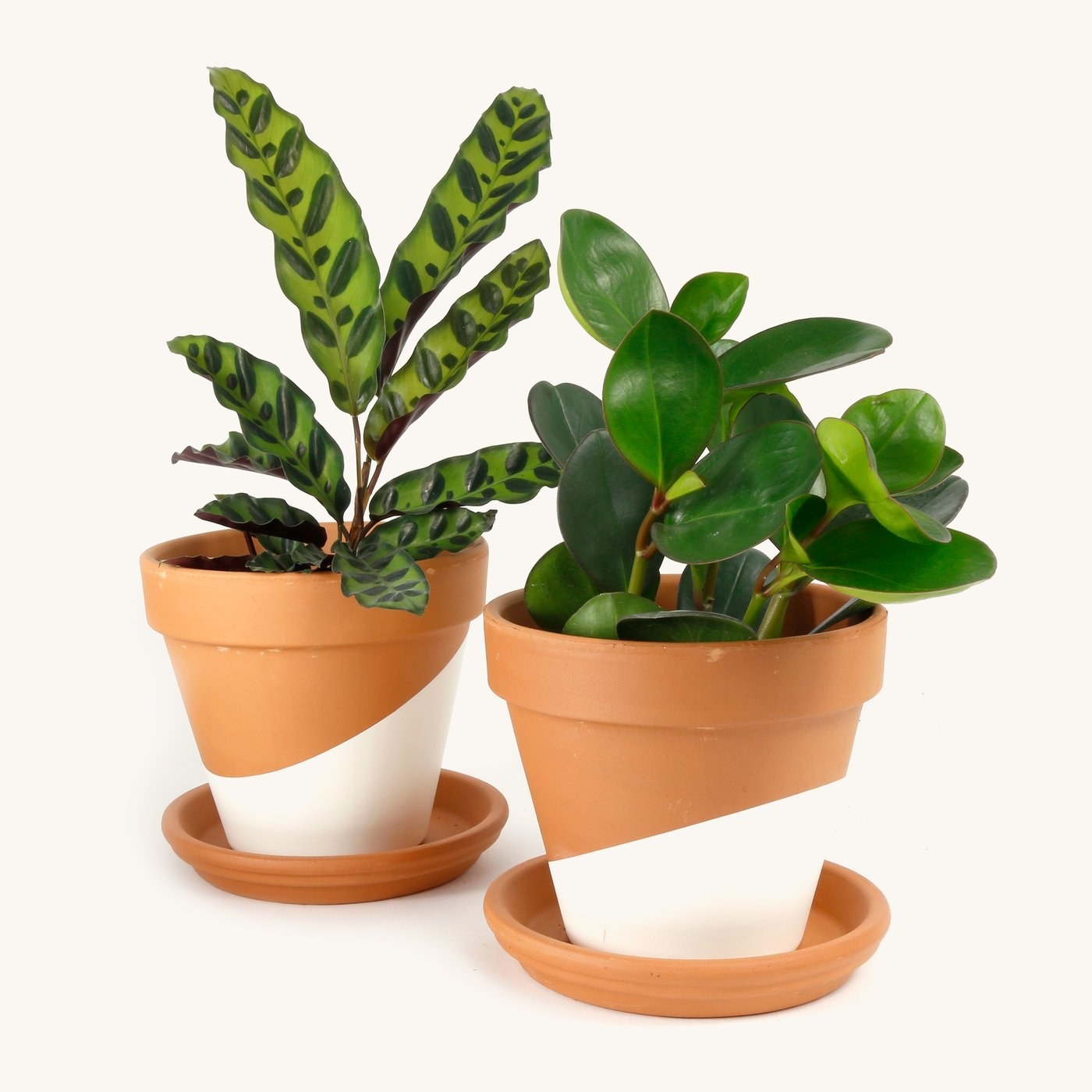 A calathea rattlesnake and peperomia obtusifolia in hand-painted terracotta pots with saucers