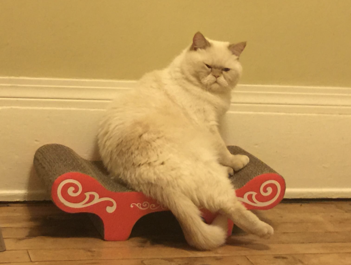 cat sitting on scratch board 