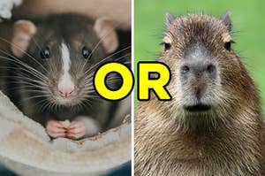 On the left, a rat, and on the right, a capybara with "or" typed in between the two animals