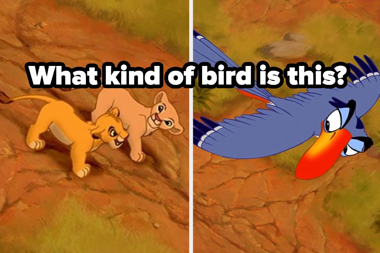 what kind of bird is this? with zazu flying over simba and nala