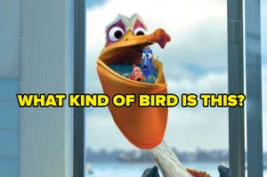 What kind of bird is this? with photo of bird from finding nemo
