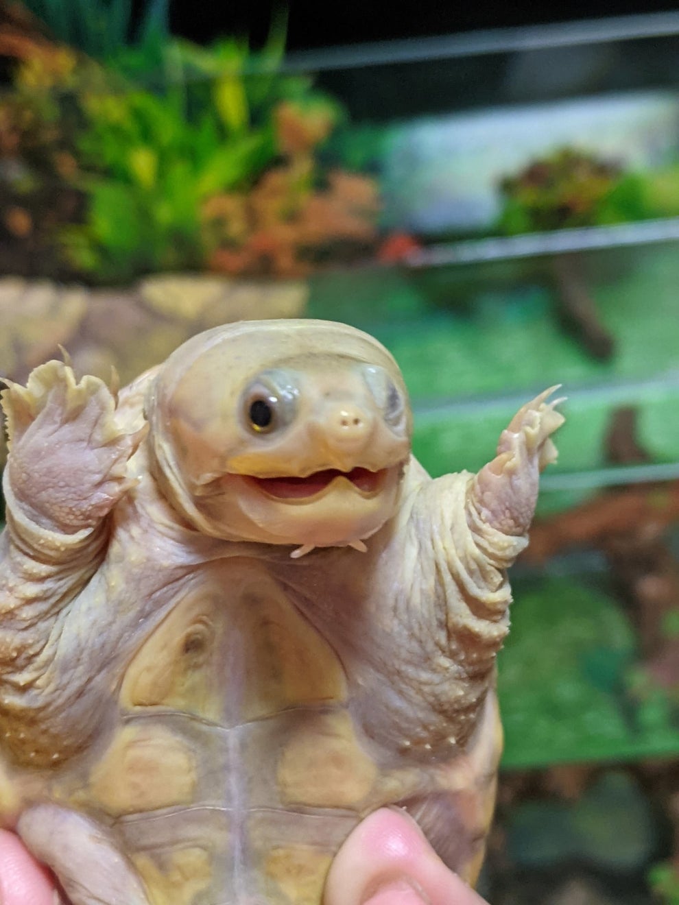 飼い主 顎が外れたかと Twitterで66万いいねされた 亀 が最高