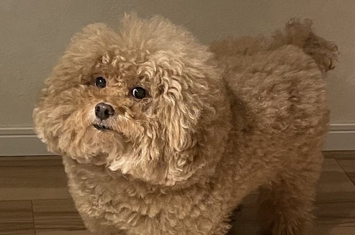 どういうこと 見れば見るほど肩幅がおかしい と話題のイッヌがこちら