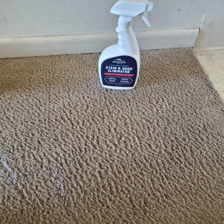An after photo of the same carpet looking clean after the stain and odor remover has been used