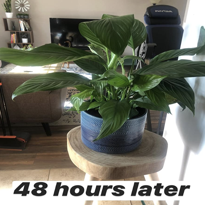 the same plant 48 hours later with the leaves now looking much healthier 