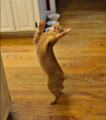 a reviewer's cat looking like its dancing/standing while playing with the toy