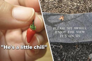 a tiny pepper with the caption "He's a little chili" and a graveyard bench that says "please sit awhile, enjoy the view, it's on us"