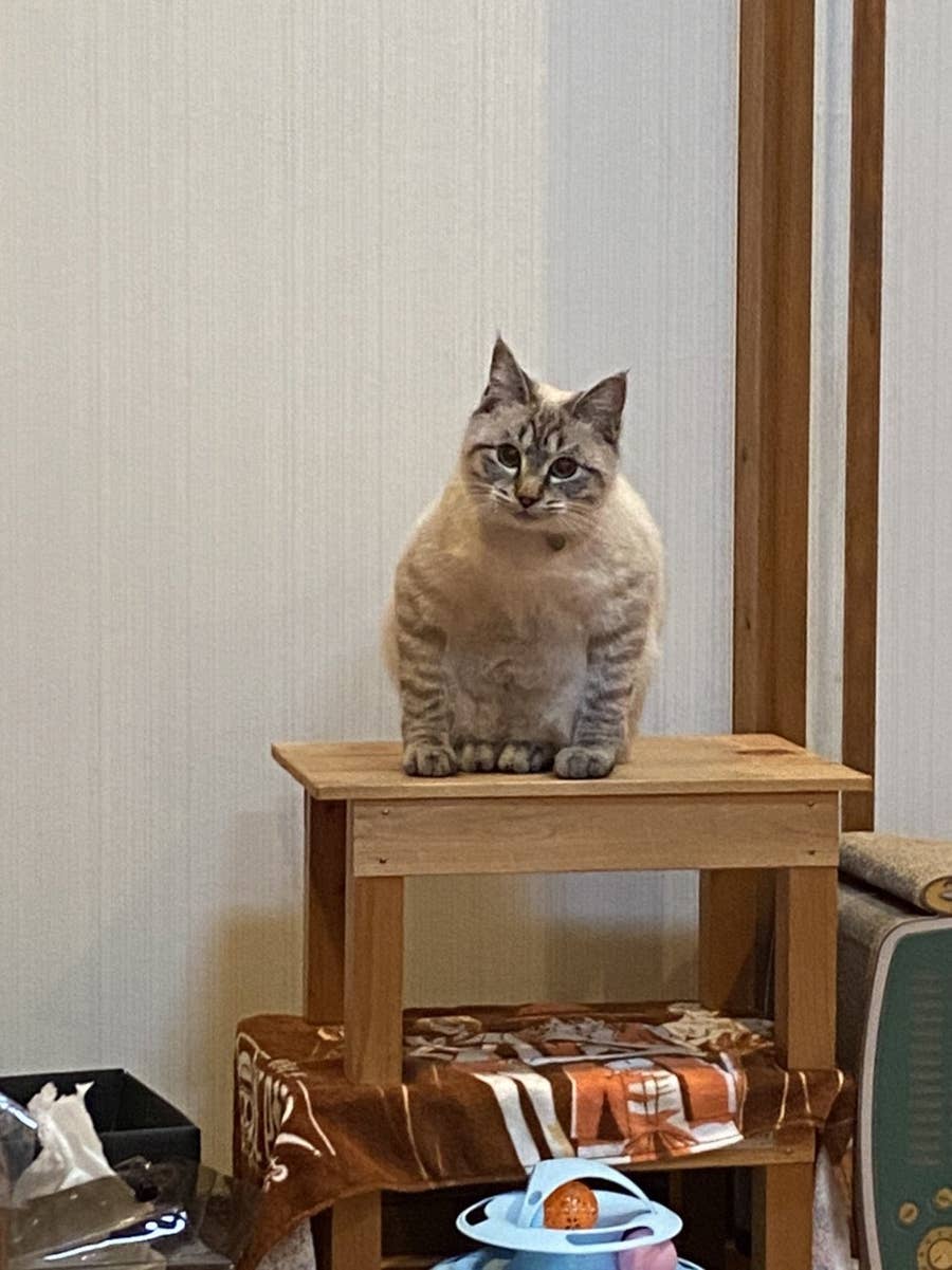 こいつたぶん猫じゃない このネッコの座り方 絶対におかしい