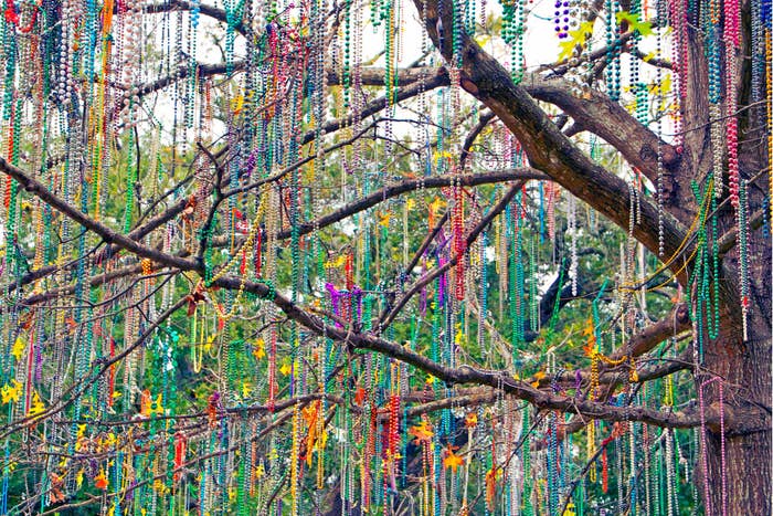 Mardi Gras beads in a tree.