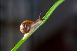 A snail heroically climbing a plant