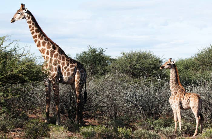 Gimli standing next to an average sized adult giraffe.