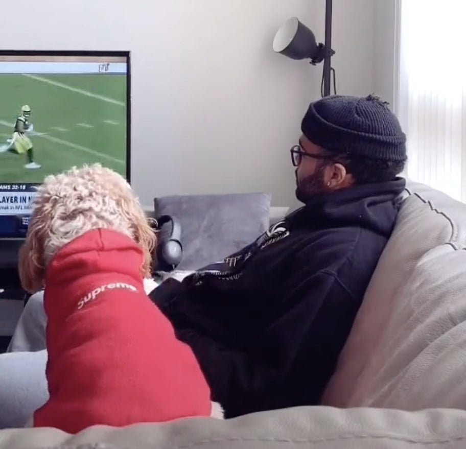 A dog watches a football game with its owner