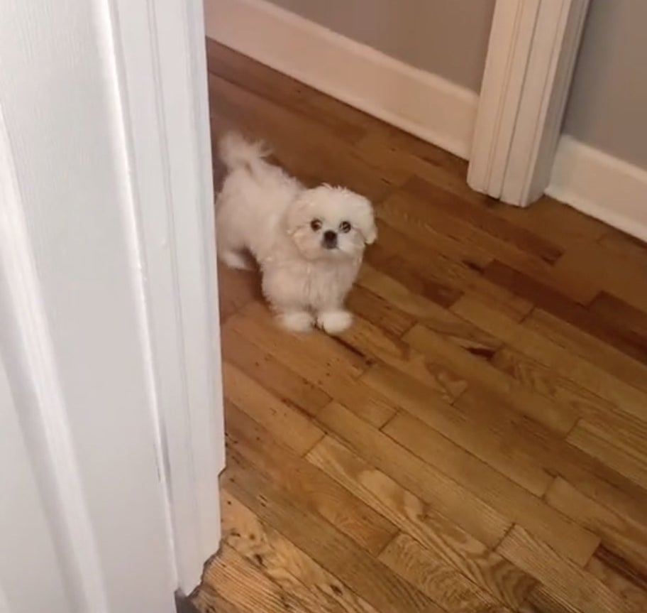 A small white dog looks inside the bathroom from the hallway