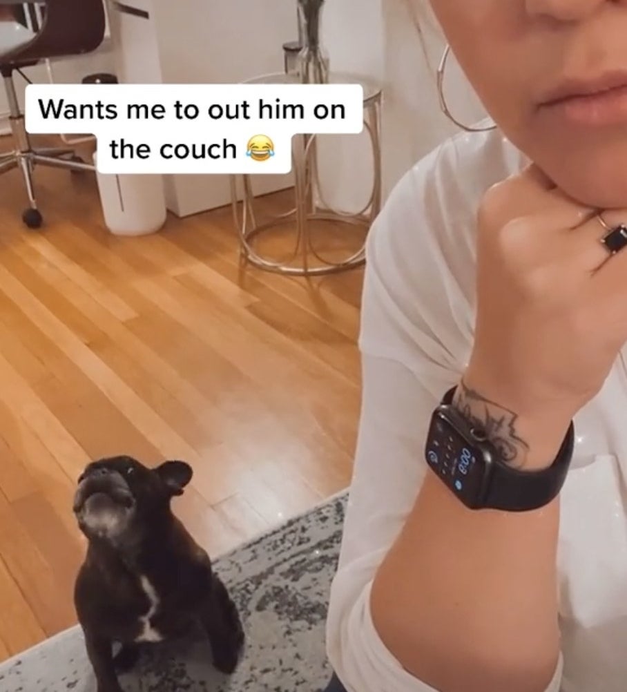 A small black dog barks at his owner to be let on the couch 