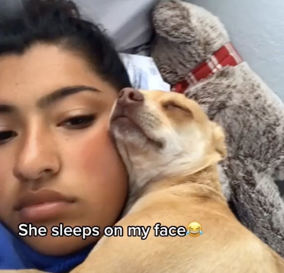 A golden dog sleeps on top of its owner's face