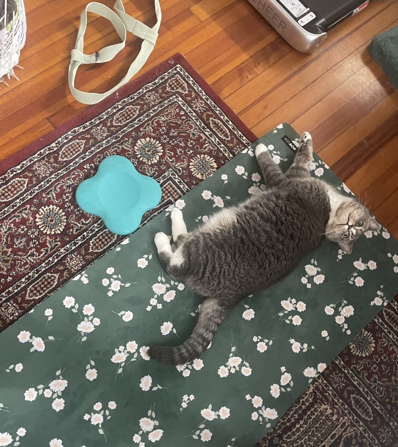 A cat on a yoga mat