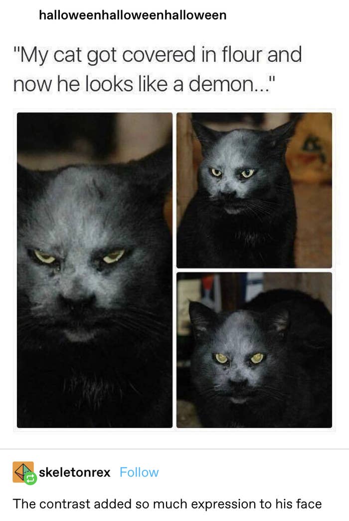 a cat with flour on its face, making it look like a demon
