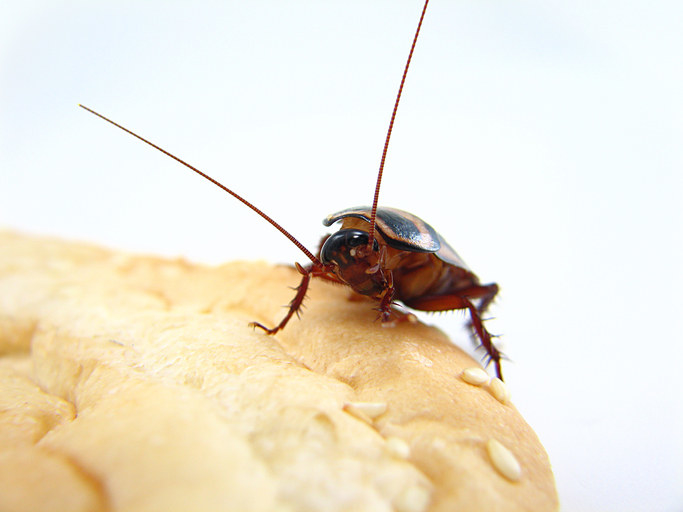 Close-up of roach on seeded bread