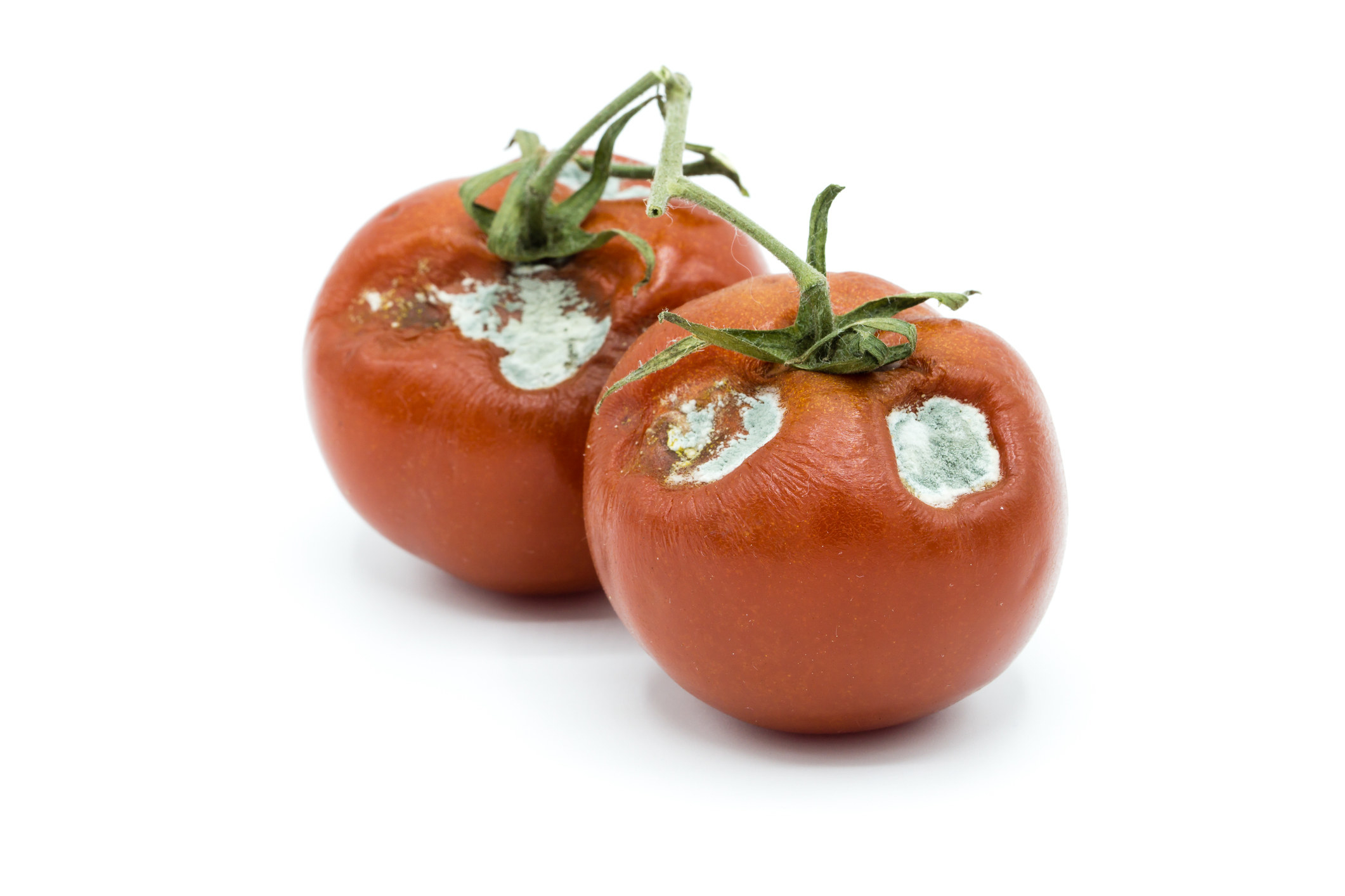 Two tomatoes on the vine with mold