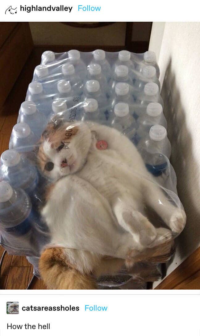 a cat stuck inside a plastic water bottle container
