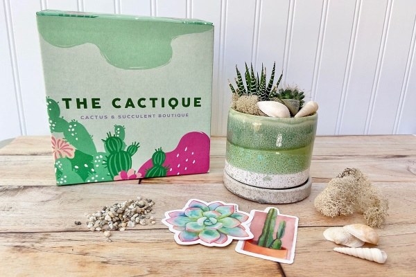 cacti in a clay planter with cactus and succulent stickers on a wooden table