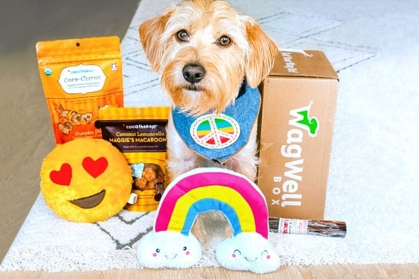 a small terrier dog with a rainbow plushie, bully stick, dog treats, smiley plushie, and Wag Well box