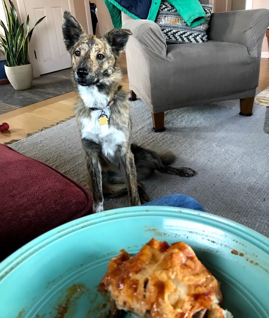 Dog looks at full plate of food