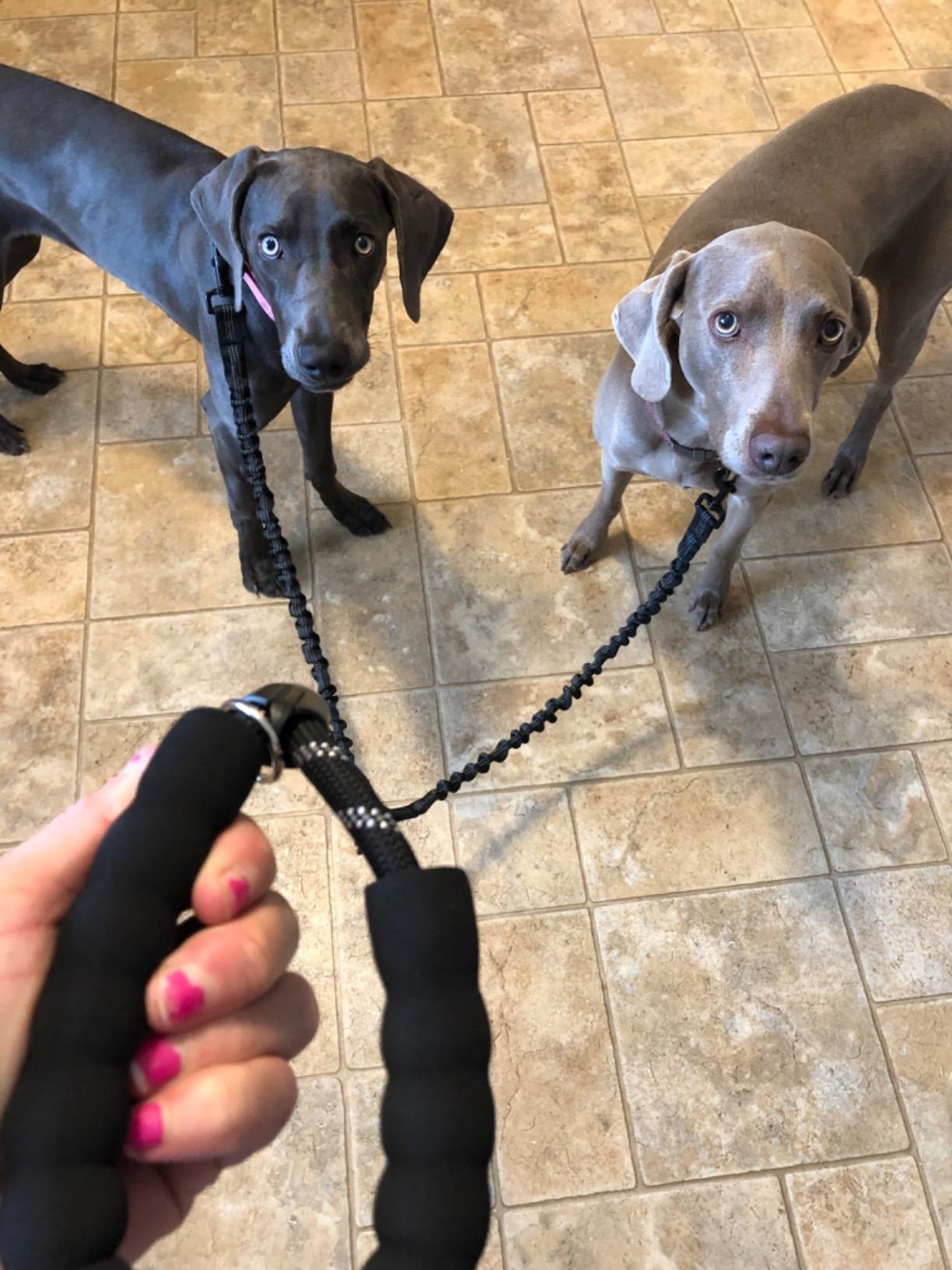 Reviewer holding the leash attached to two dogs