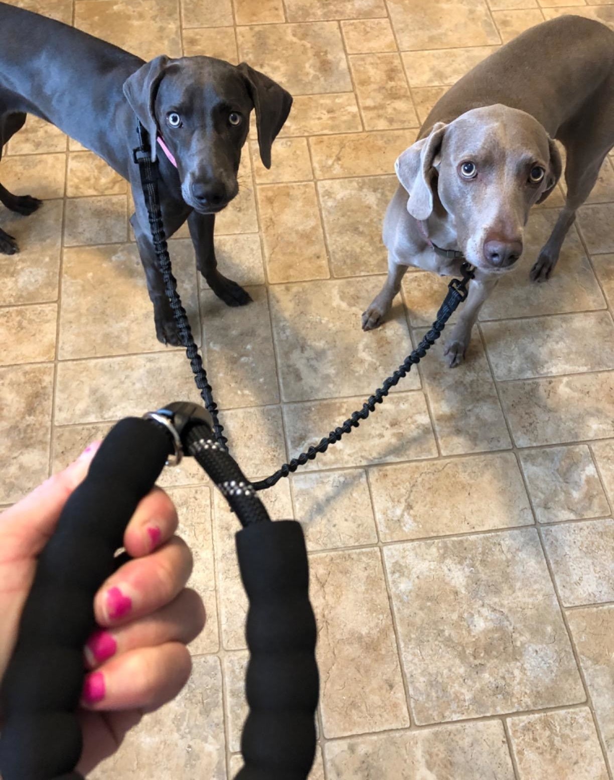 Reviewer holding the leash attached to two dogs