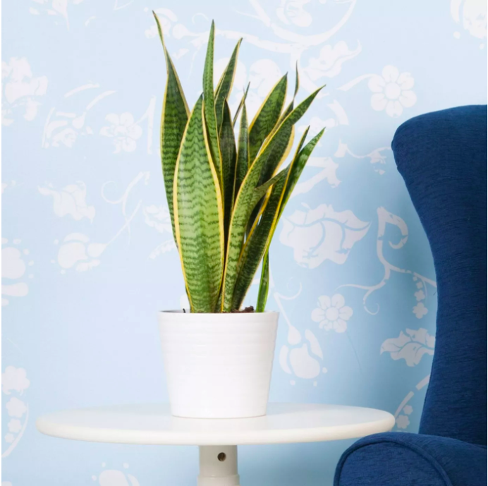 the snake plant on a tabletop